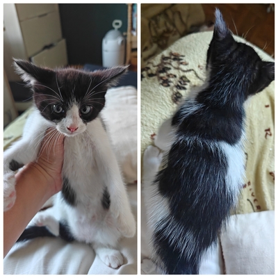 Jungtiere - noch keine Namen, Europäische Kurzhaar / Norweger Jungtier - Katze