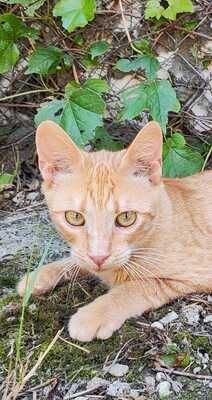 KALIMERO - extreme zutraulich (!), Gewöhnliche Katze Jungtier - Kater 1