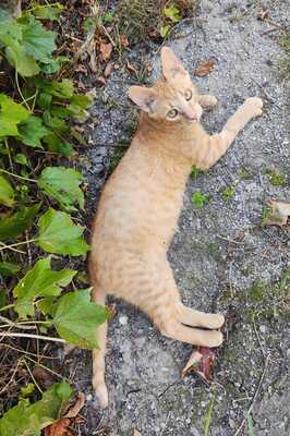 KALIMERO - extreme zutraulich (!), Gewöhnliche Katze Jungtier - Kater