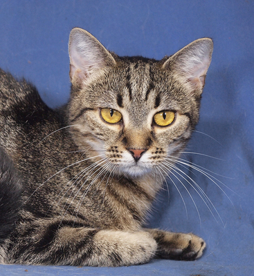 KATHY - sehr lieb, neugierig, eher ruhigeres Wesen, hundeverträglich, zunächst sehr schüchtern, Mischling - Betreuungsplatz NÖ - Katze