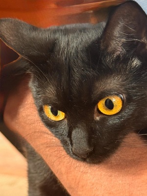 KATI - aufgeschlossen und freundlich, sehr verspielt, neugierig, Mischling - Betreuungsplatz NÖ - Katze