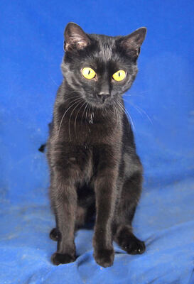 KATI - aufgeschlossen und freundlich, sehr verspielt, neugierig, Mischling - Betreuungsplatz NÖ - Katze