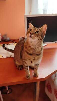 KENTUCKY - jähriger Kater, souverän, Gewöhnliche Katze Jungtier - Kater