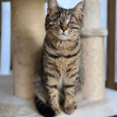 Kätzchen Adele ist neugierig auf Dich, EKH - Katze