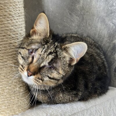 Kätzchen Adele ist neugierig auf Dich, EKH - Katze