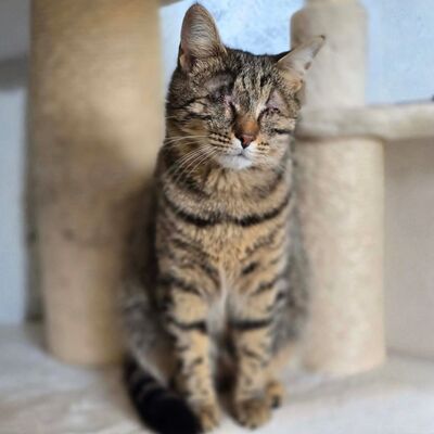 Kätzchen Adele ist neugierig auf Dich, EKH - Katze
