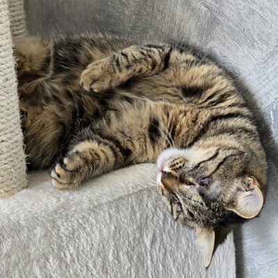 Kätzchen Adele ist neugierig auf Dich