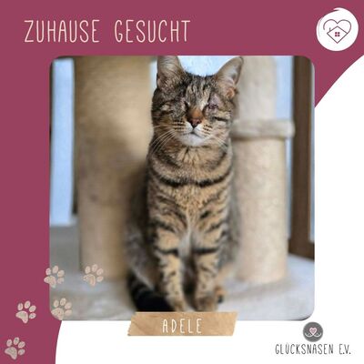Kätzchen Adele sucht Dich zum kuscheln, EKH Jungtier - Katze