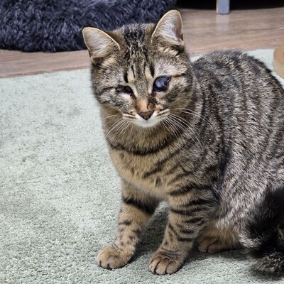 Kätzchen Adele sucht Dich zum kuscheln, EKH Jungtier - Katze