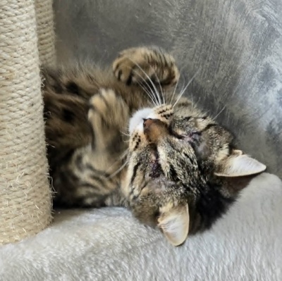 Kätzchen Adele sucht Dich zum kuscheln, EKH Jungtier - Katze