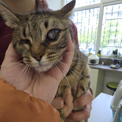 Kätzchen Adele sucht Dich zum kuscheln, EKH Jungtier - Katze