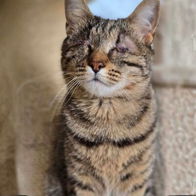 Kätzchen Adele sucht Dich zum kuscheln, EKH Jungtier - Katze