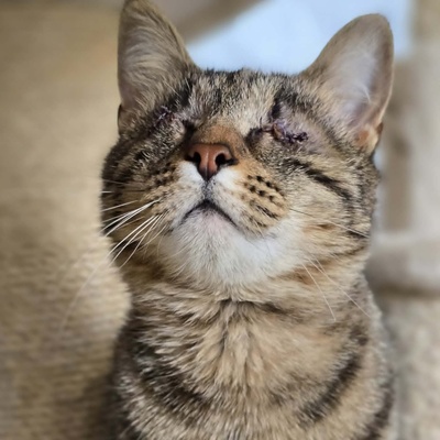 Kätzchen Adele sucht Dich zum kuscheln, EKH Jungtier - Katze