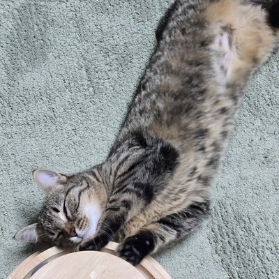 Kätzchen Adele sucht Dich zum kuscheln, EKH Jungtier - Katze