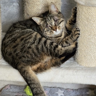Kätzchen Adele sucht Dich zum kuscheln, EKH Jungtier - Katze