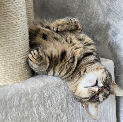 Kätzchen Adele sucht Dich zum kuscheln, EKH Jungtier - Katze