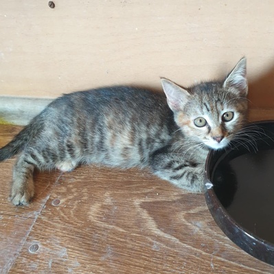 Kätzchen Agathe und Emira kuscheln gern, EKH Jungtier - Katze