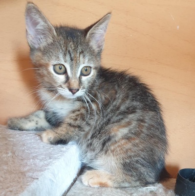 Kätzchen Agathe und Emira kuscheln gern, EKH Jungtier - Katze