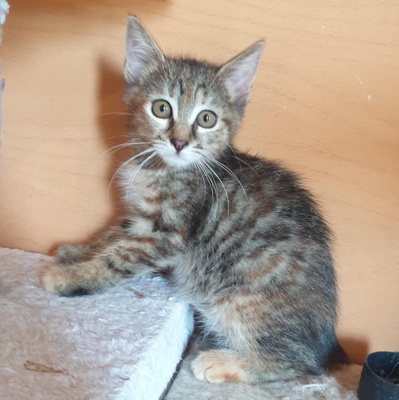 Kätzchen Agathe und Emira kuscheln gern, EKH Jungtier - Katze