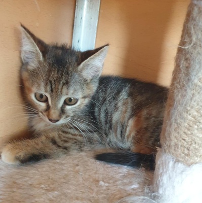 Kätzchen Agathe und Emira kuscheln gern, EKH Jungtier - Katze