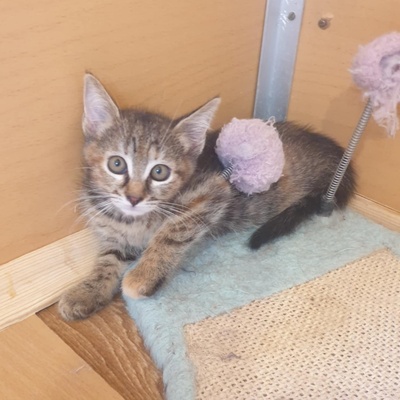 Kätzchen Agathe und Emira kuscheln gern, EKH Jungtier - Katze