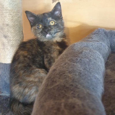 Kätzchen Agathe und Emira kuscheln gern, EKH Jungtier - Katze