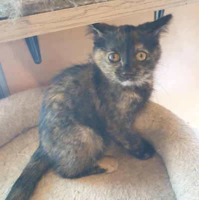Kätzchen Agathe und Emira kuscheln gern, EKH Jungtier - Katze