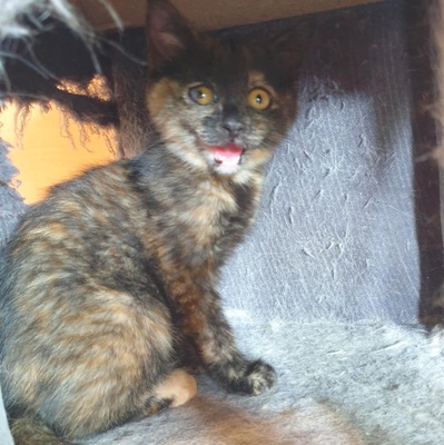 Kätzchen Agathe und Emira kuscheln gern, EKH Jungtier - Katze