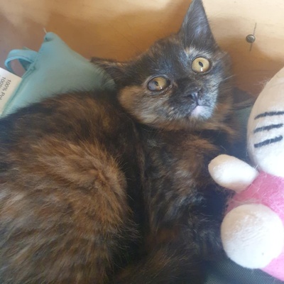 Kätzchen Agathe und Emira kuscheln gern, EKH Jungtier - Katze