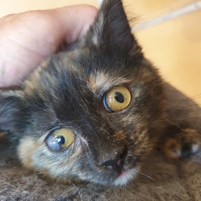 Kätzchen Agathe und Emira kuscheln gern, EKH Jungtier - Katze