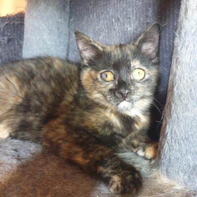 Kätzchen Agathe und Emira kuscheln gern, EKH Jungtier - Katze