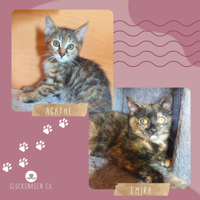 Kätzchen Agathe und Emira kuscheln gern, EKH Jungtier - Katze
