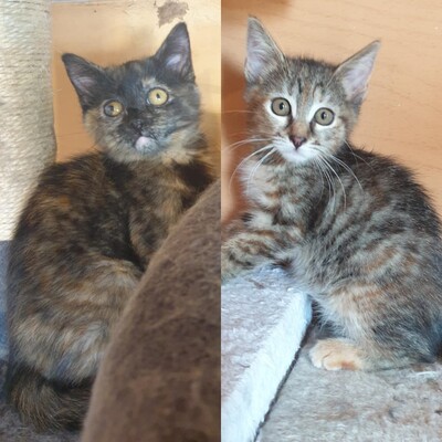 Kätzchen Agathe und Emira kuscheln gern, EKH Jungtier - Katze