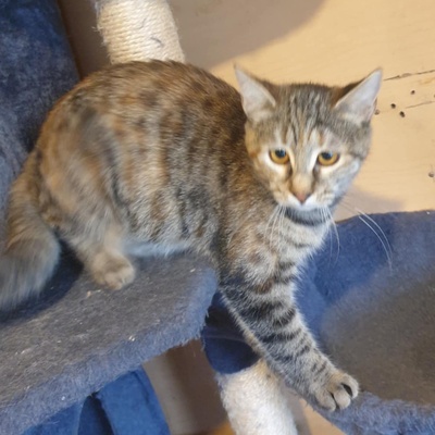 Kätzchen Agathe und Emira kuscheln gern, EKH Jungtier - Katze