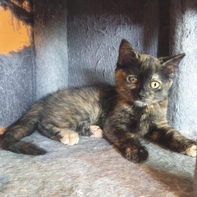 Kätzchen Agathe und Emira kuscheln gern, EKH Jungtier - Katze