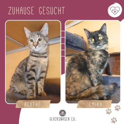 Kätzchen Agathe und Emira suche ihre Familie