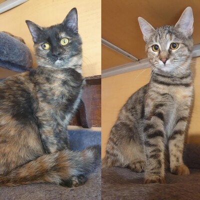 Kätzchen Agathe und Emira suche ihre Familie, EKH - Katze