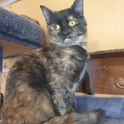 Kätzchen Agathe und Emira suchen ihre Menschen, EKH Jungtier - Katze