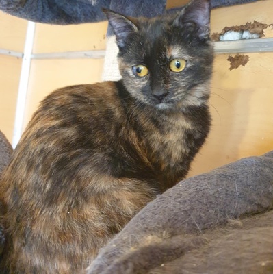 Kätzchen Agathe und Emira suchen ihre Menschen, EKH Jungtier - Katze