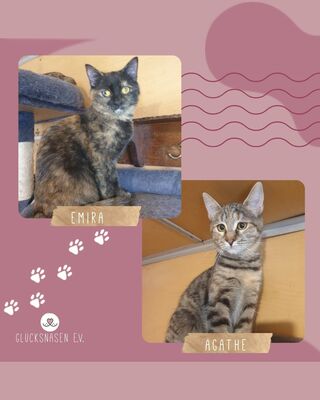 Kätzchen Agathe und Emira warten auf Post, EKH Jungtier - Katze