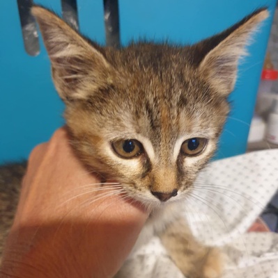 Kätzchen Agathe und Emira warten auf Post, EKH Jungtier - Katze