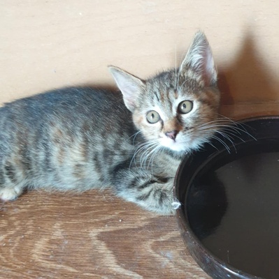 Kätzchen Agathe und Emira warten auf Post, EKH Jungtier - Katze