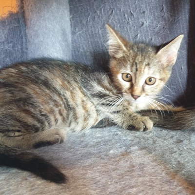 Kätzchen Agathe und Emira warten auf Post, EKH Jungtier - Katze