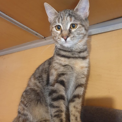 Kätzchen Agathe und Emira warten auf Post, EKH Jungtier - Katze