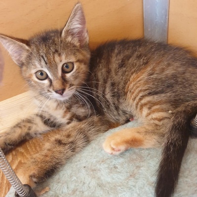 Kätzchen Agathe und Emira warten auf Post, EKH Jungtier - Katze