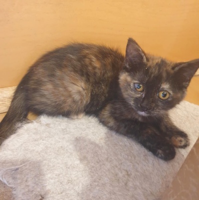 Kätzchen Agathe und Emira warten auf Post, EKH Jungtier - Katze