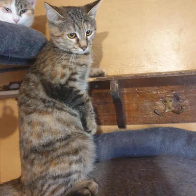 Kätzchen Agathe und Emira warten auf Post, EKH Jungtier - Katze