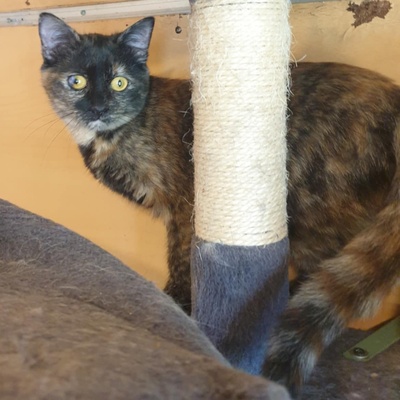 Kätzchen Agathe und Emira warten auf Post, EKH Jungtier - Katze