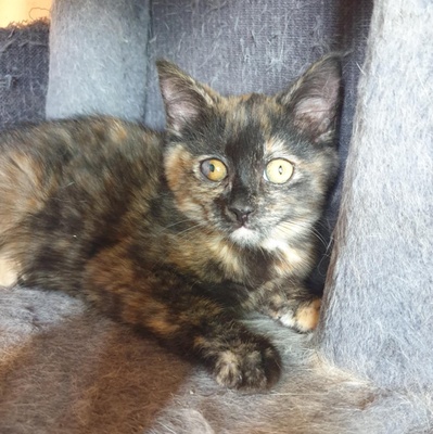 Kätzchen Agathe und Emira warten auf Post, EKH Jungtier - Katze