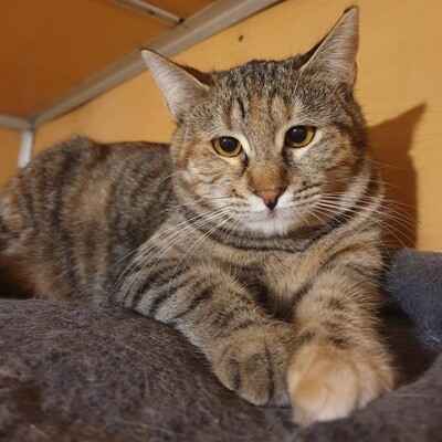 Kätzchen Agathe und Emira warten auf Post, EKH Jungtier - Katze